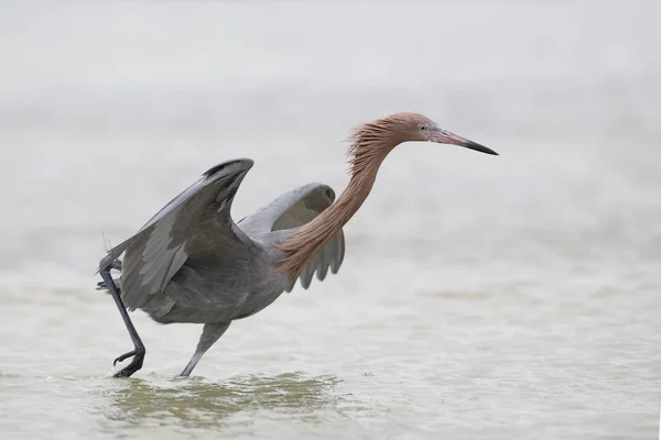 Načervenalé Egret tančí při plížení se ryba - Florida — Stock fotografie