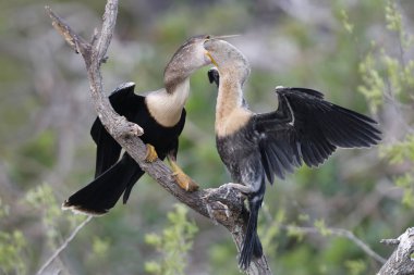 Kısmen sindirilmiş bir yemek - Venedik, Florida için onun morther'ın boğaz içine ulaşan Yılanboyungiller piliç