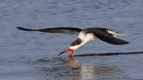 Skimmer preto alimentação em voo no Golfo do México - Cristal — Fotografia de Stock