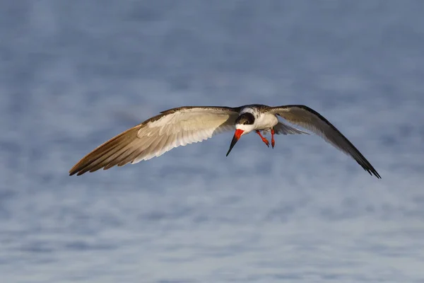 Black Skimmer in flight - Кристал-Ривер, Флорида — стоковое фото