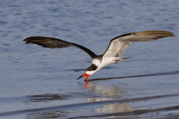Black Skimmer se hrănește în zbor în Golful Mexic - Crystal — Fotografie, imagine de stoc