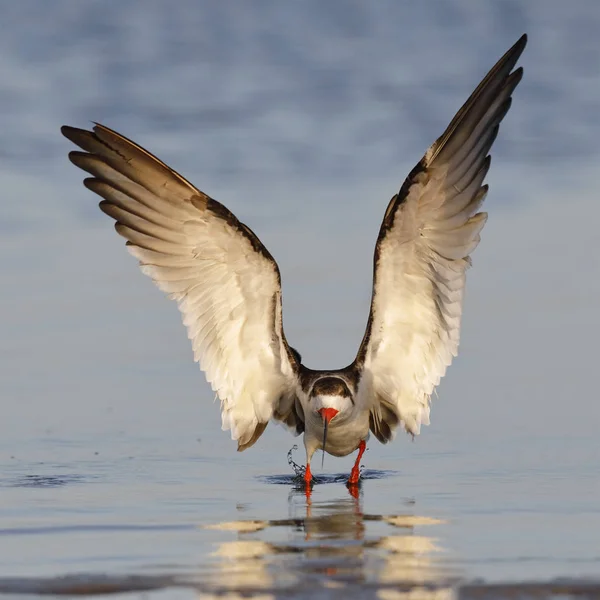 Black Skimmer taking flight - Кристал-Ривер, Флорида — стоковое фото