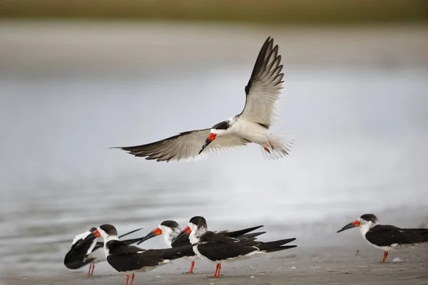 Black Skimmer aterrissando em uma praia do Golfo do México - Crystal River , — Fotografia de Stock