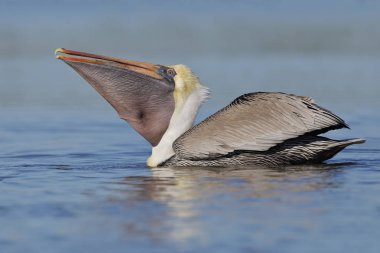Brown Pelican with a full pouch as it forages in a lagoon - Pine clipart