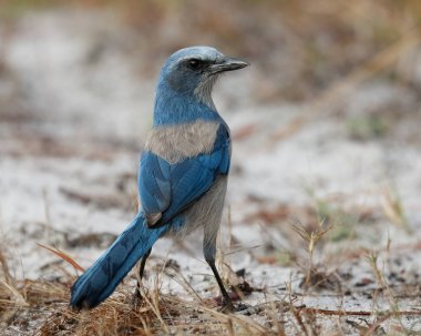 Florida Scrub Jay yere - Port Charlotte, Flori yiyecek arama
