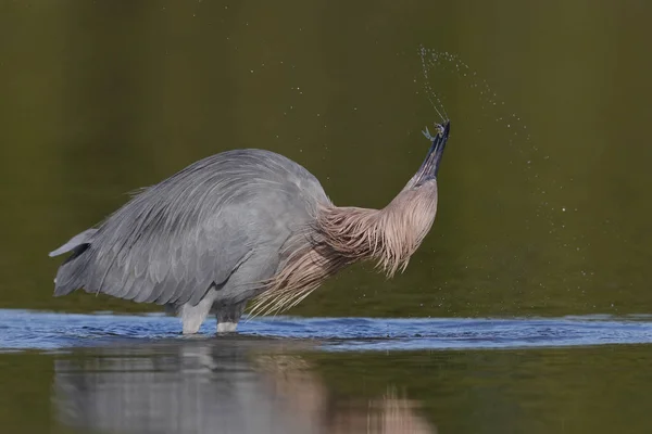 Egret avermelhado subjugar um pequeno peixe - Condado de Pinellas, Flórida — Fotografia de Stock