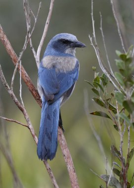 Bir çalı - Port Charlotte, Florida Florida Scrub Jay tünemiş