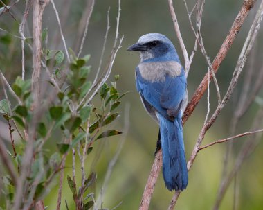 Bir çalı - Port Charlotte, Florida Florida Scrub Jay tünemiş