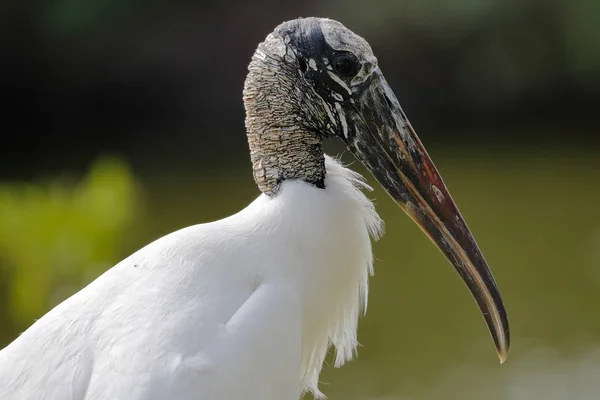 Detailní záběr na dřevo čáp - Pinellas County, Florida — Stock fotografie