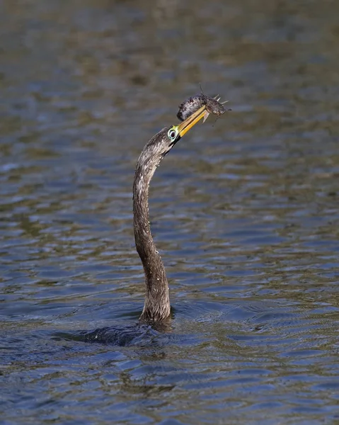 Macho inmaduro Anhinga nadando en un estanque con una f recién capturado — Foto de Stock