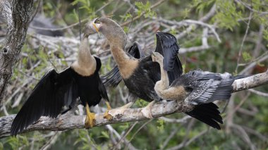 Kadın Yılanboyungiller civcivi ise daha küçük eşdeğerinin görünüyor besleme