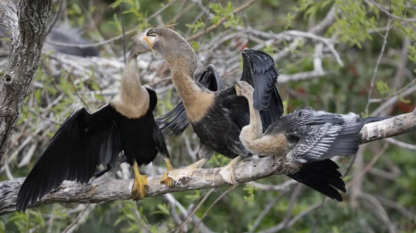 Kadın Yılanboyungiller civcivi ise daha küçük eşdeğerinin görünüyor besleme