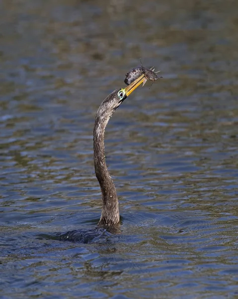 Незрелый самец Anhinga со свежепойманной рыбой — стоковое фото