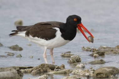 Gagası - Bonaire, Nethe bir kabuk ile Amerikan Poyraz kuşugiller