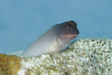 Redlip Blenny - Bonaire, Hollanda Antilleri                   