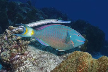 Trumpetfish bir trafik ışığı papağan - Bonaire gölgeleme