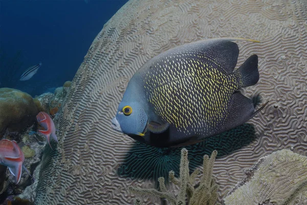 Francouzská Angelfish - Bonaire, Nizozemské Antily — Stock fotografie
