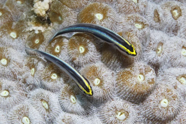 Par de Sharknose Gobies em uma cabeça de coral - Bonaire — Fotografia de Stock