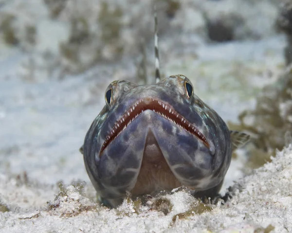 Sand Diver - Bonaire, De nederlandske Antillene – stockfoto