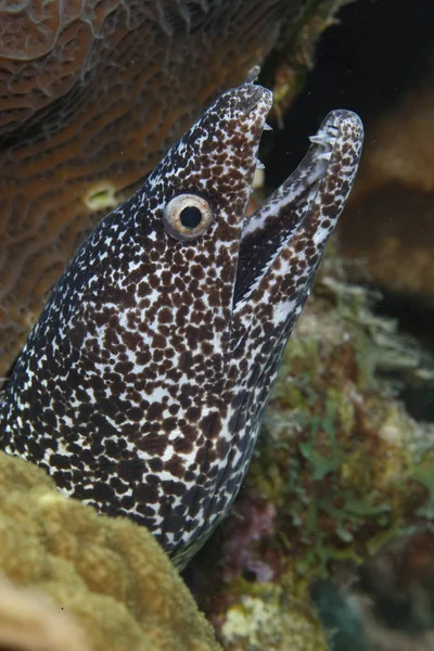 Spotted Moray - Bonaire, Antillas Holandesas — Foto de Stock