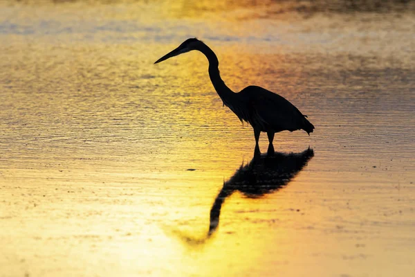 Silhouette of a Great Blue Heron wading in a pond - Florida — Stock Photo, Image