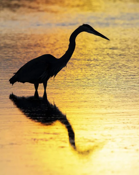 Silhouette of a Great Blue Heron wading in a pond - Florida — Stock Photo, Image