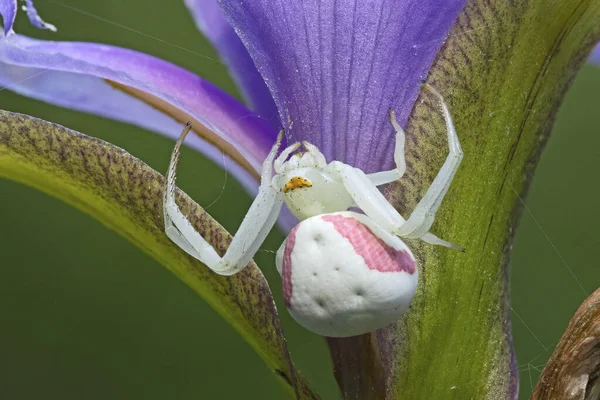 Ženské krabí pavouky na modré vlajce Iris Stock Fotografie