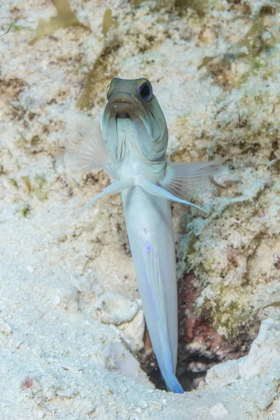 Sarı başlı çene balığı yuvasının üzerinde süzülüyor - Cozumel, Meksika — Stok fotoğraf