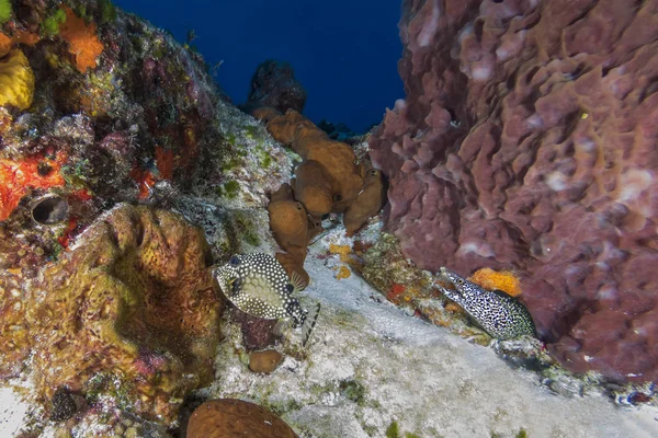 Pływanie gładką Trunkfish przeszłości Zauważone Moray w Cozumel, Mexic — Zdjęcie stockowe