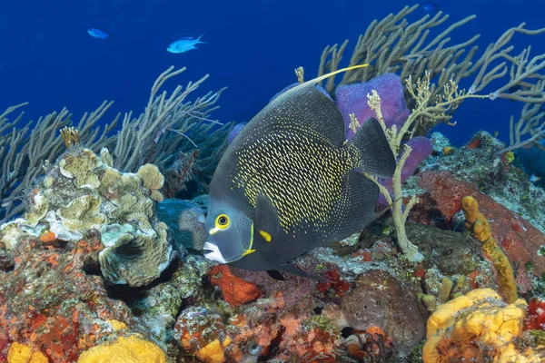 Francuski Anglefish pływający nad rafą koralową — Zdjęcie stockowe