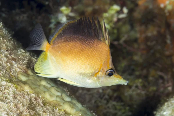 Longsnout Butterflyfish nadando sobre um recife de coral - Cozumel, Me — Fotografia de Stock