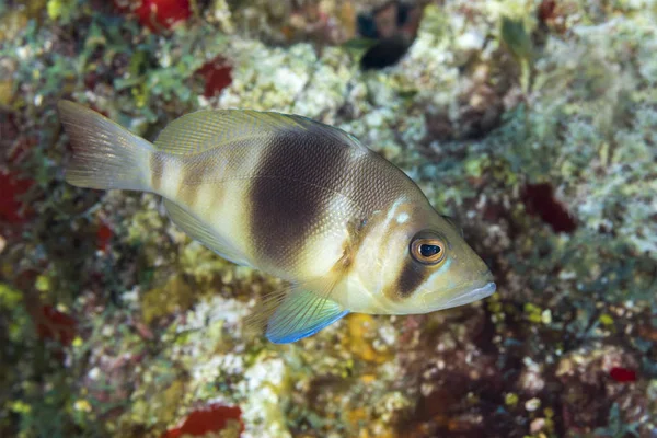 Barred Hamlet nadando sobre un arrecife de coral - Cozumel — Foto de Stock