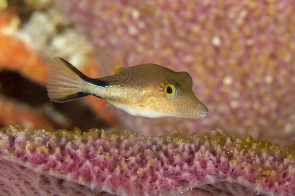 Caribbean Sharpnose-Puffer swimming in a sponge - Cozume — Stock Photo, Image