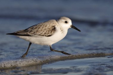 Sanderling kışın Georgia sahillerinde koşuyor. 