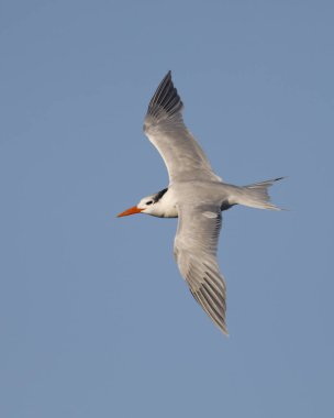 Kış tüyleriyle Royal Tern uçuyor