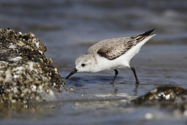 Sanderling foraging on an oyster bed in winter