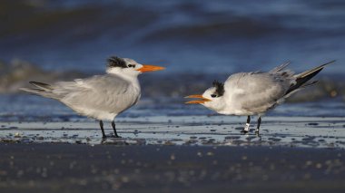 Kış tüyleri içinde Royal Terns kur yapıyor