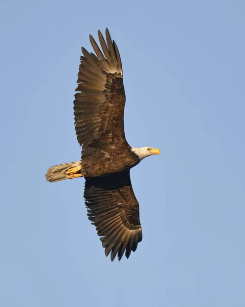 Ενηλίκων φαλακρός αετός που πετούν ψηλά — Φωτογραφία Αρχείου