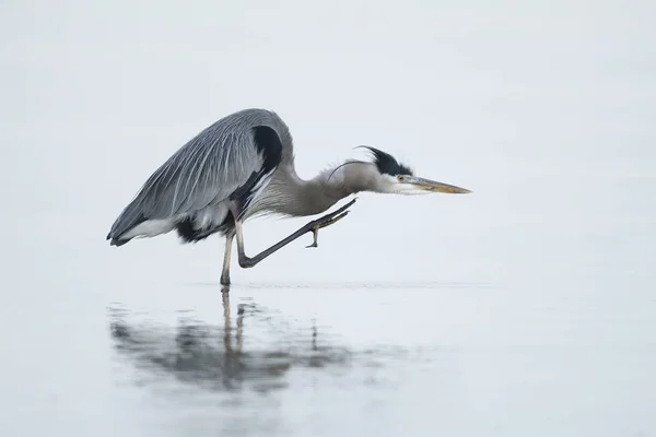 Gran Garza Azul rascándose la cabeza — Foto de Stock