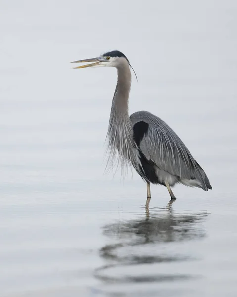 Großer blauer Reiher im Morgengrauen — Stockfoto