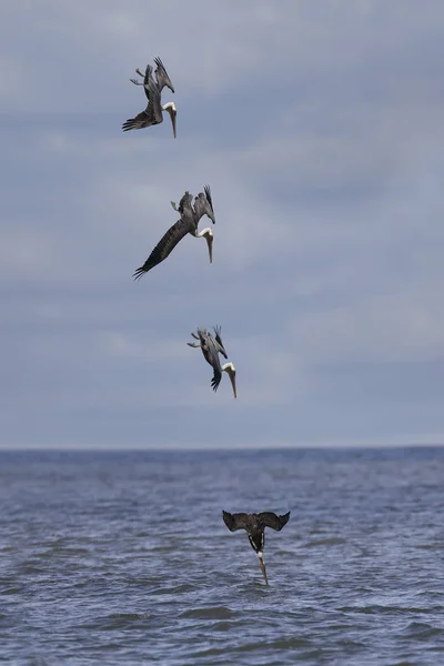 Adulto Brown Pelican mergulho no Oceano Atlântico - composto i — Fotografia de Stock