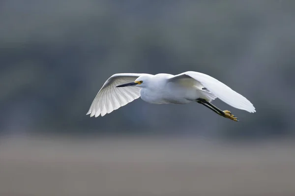 Snowy Egret in flight over a saltwater marsh — ストック写真