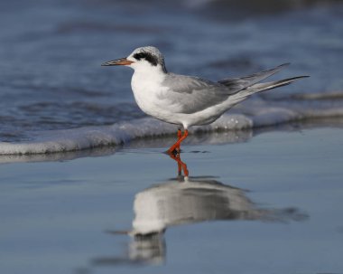 Forster 's Tern kışın bir kumsalda dinleniyor. 