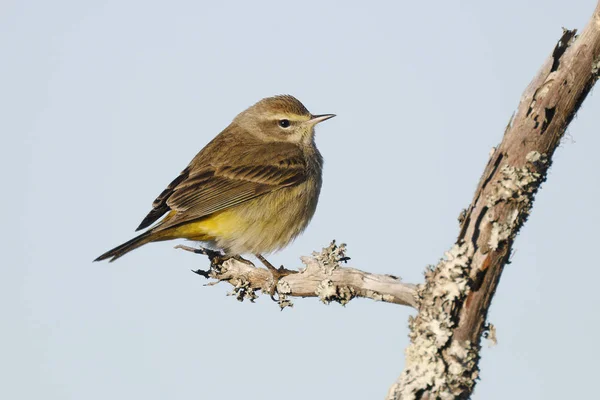 Palm Warbler in winter plumage perched on a dead branch — Stock Photo, Image