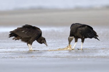 Black Vultures scavenging a fish carcass on a beach clipart