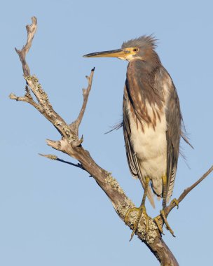Üç renkli balıkçıl ölü bir dala tünemiş - Jekyll Adası, GA