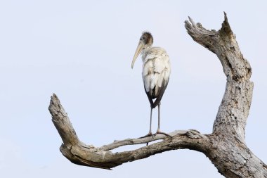 Ağaç Leyleği ölü bir ağaca tünemiş.