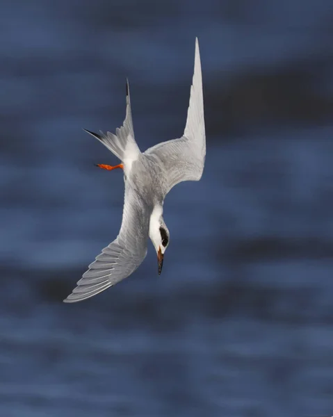 Forster 's Tern diving for a fish — стоковое фото