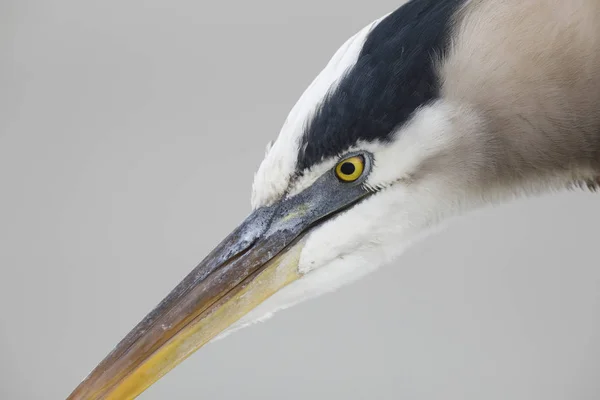 Fechar-se de uma Grande Garça Azul — Fotografia de Stock