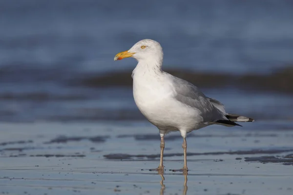 Haringmeeuw in de winter op een strand aan de Atlantische kust — Stockfoto